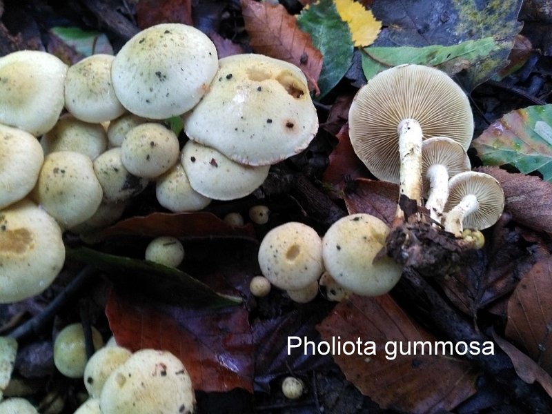 Pholiota gummosa-amf1442.jpg - Pholiota gummosa ; Syn1: Flammula gummosa ; Syn2: Dryophila gummosa ; Nom français: Pholiote gommeuse